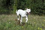 DOGUE ARGENTIN 039